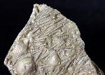 Tentaculites sp. SCHLOTHEIM 1820 - Bild © FossNet FossilienStore